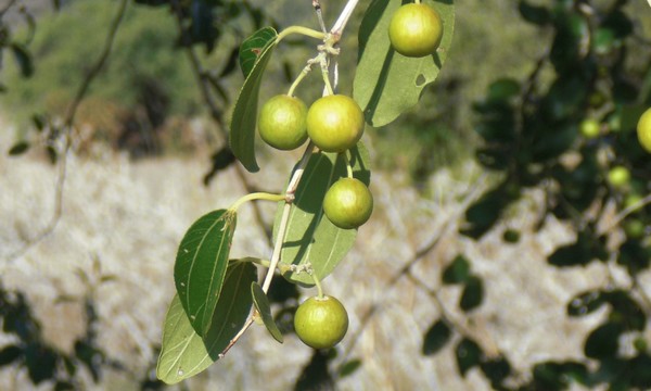 Close-up of the Christ's Thorn Jujube tree fruits. photo: KKL-JNF Photo Archive